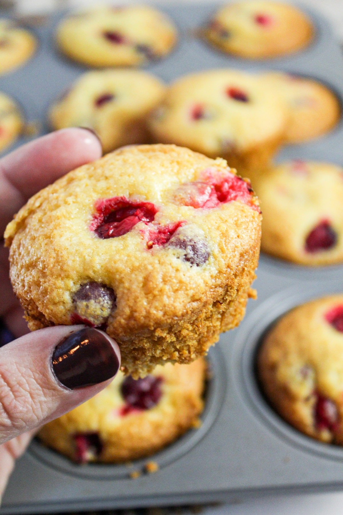 muffin held in hand. Golden brown and topped with fresh cranberries.