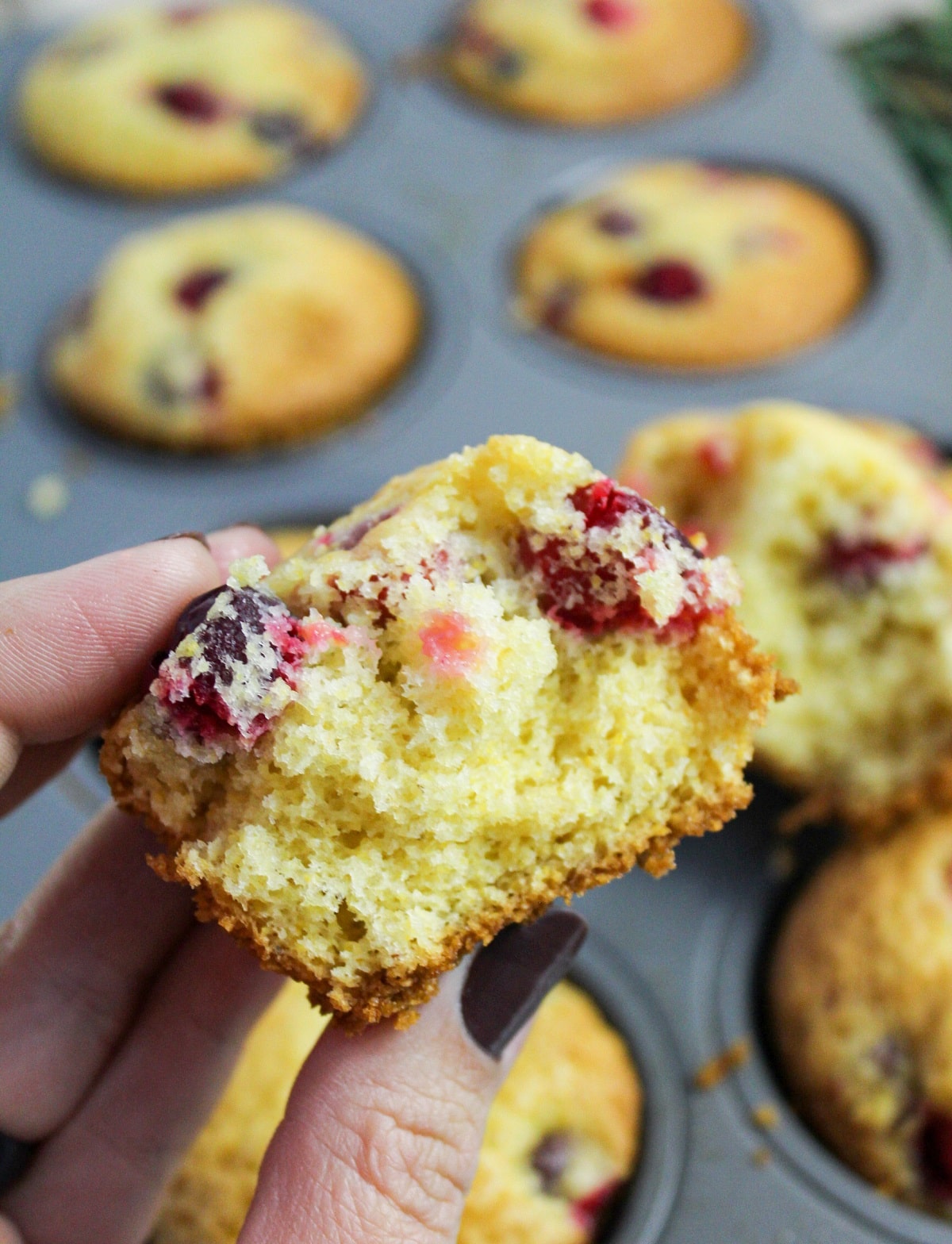 muffin held in hand. Golden brown and topped with fresh cranberries.